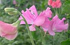 Cordon sweet peas