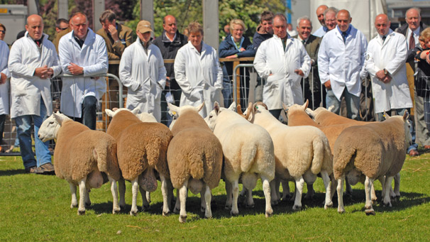 The ever reliable North Country Cheviot Hill sheep await further instruction.