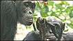 Chimpanzés (Foto: Cortesia de Cristina M. Gomes)
