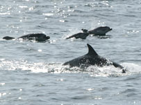 Bottlenose dolphins, photo by Colin Speedie