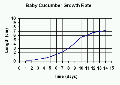 Baby cucmber growth rate