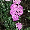 Achillea 'Cerise Queen'