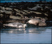 Seals on Colonsay