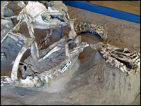 Pesquisadores encontraram projeções ósseas em fósseis de dinossauros