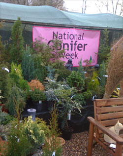 picture showing 'National Conifer Week' banner