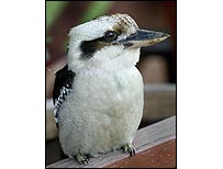 kookaburra_203_getty.jpg
