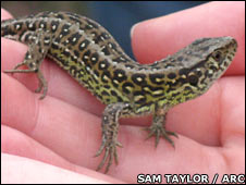 Sand_Lizard