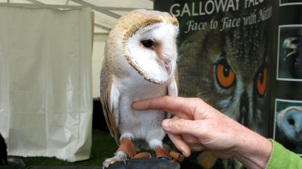 Julie's final photograph from the Highland Show is of this seven week old barn owl.