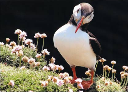 Shetland puffin