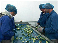 Migrant workers sorting sprouts. 