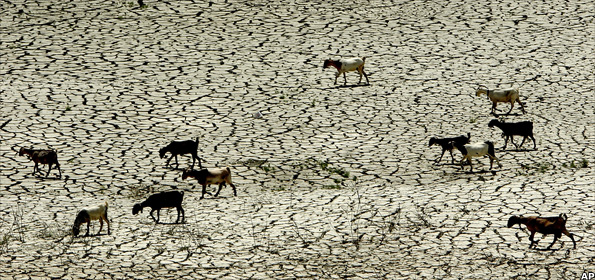 Sheep cross the parched ground of the Kouris reservoir, Cyprus, during the 2007 drought