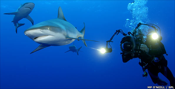 Sharks with diver