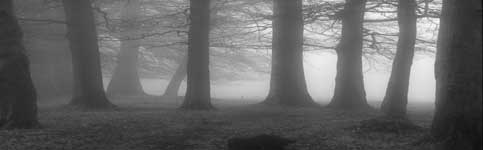 If you go down to the woods at night - is it just mist moving behind those trees?? Photograph by Pascal Diamond.