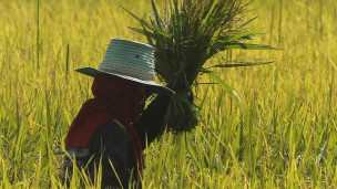 Урожай риса