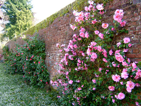 Arley Arboretum - camellias.