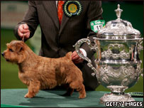 Coco, um Norfolk Terrier