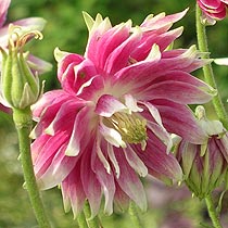 Aquilegia 'Nora Barlow'