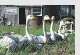 Bewick's swans being processed