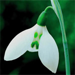 galanthus elwesii grumpy