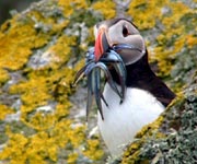 The puffin with a catch of fish in its mouth