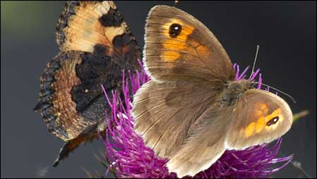 Marbled Brown c/o Jaybee and NE Wildlife