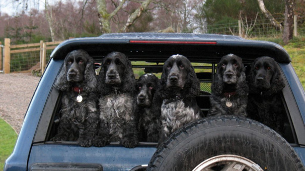 6 dogs peering through the open back window of a 4x4