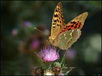 پتنګ د اغزي پر ګل 