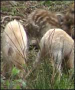 Young Wild boar