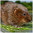 Water Vole c/o PA Images