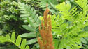 Osmunda regalis