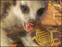 मीयरकैट