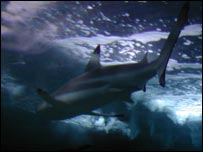 Shark at Blue Reef Aquarium
