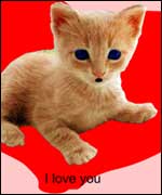 I love Kittens