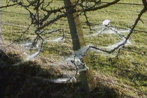 Nicola takes a magical walk