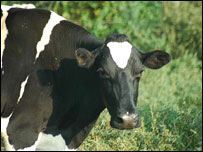 دڅارويو زکام 