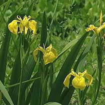 Iris pseudacorus