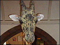 Gerald the Giraffe