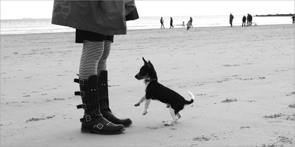 Elvis the dog on Tynemouth beach jumping at his owner's feet
