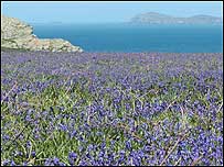 Bluebells on Skomer