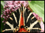 Jersey tiger moth