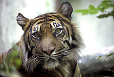 A Sumatran Tiger