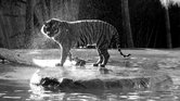 Water tiger