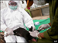 Cúm gia cầm đã giết chết ít nhất 60 người tại các quốc gia Đông Nam Á