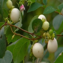 Snowberry