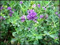 امريکايي رشقه