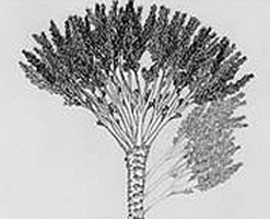 Image of a fossil tree