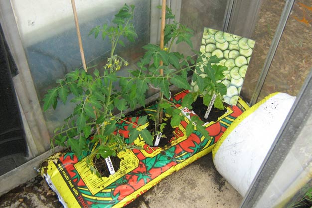 Tomato and cucumber plants