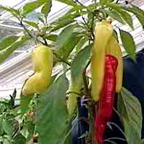Capsicum