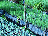 Fairtrade coffee plantation