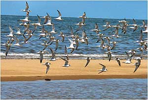 Dee Estuary c/o James Armstrong and Dee Estuary Birding